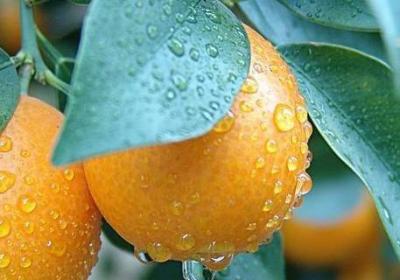 观果植物冬季怎么养护