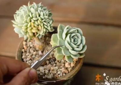 多肉出现小白点,赶紧治,晚一天全军覆没！