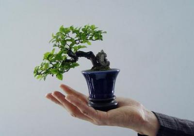 微型盆景的养殖技巧