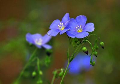 冬季花卉浇水方法