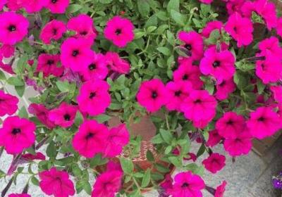 室内花卉冬季施肥方法