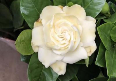 栀子花换盆注意事项