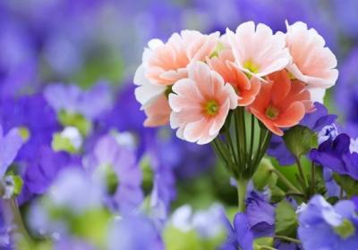 室内花卉萎蔫后怎么处理