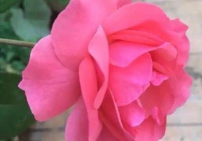 月季开花后怎么修剪