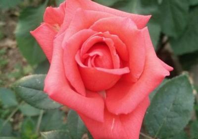 月季花春季管理方法