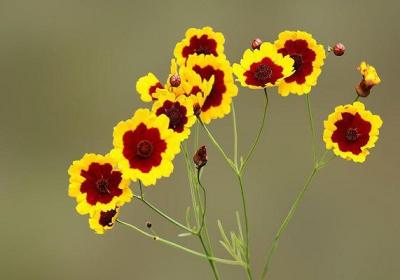 生活废料浇花好不好