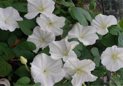 秋季花卉养殖管理