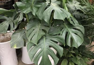 99%的花都死于这1点,看了保花不死！