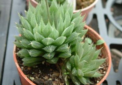 水晶掌夏天能养护吗