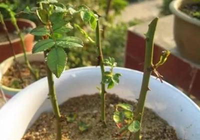 把月季1棵变10棵,只需1个小动作,人人都能学会！