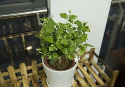 盆栽茉莉花春季出室及修剪