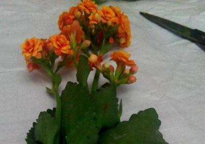 长寿花4种扦插方法,3岁小孩都能插活！