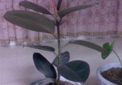 橡皮树冬天养护方法