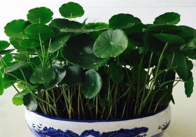 水培铜钱草冬天怎么养