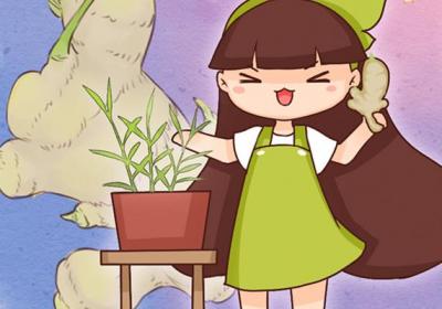 夏天吃姜好处这么多,家里种一盆,一年都够吃了