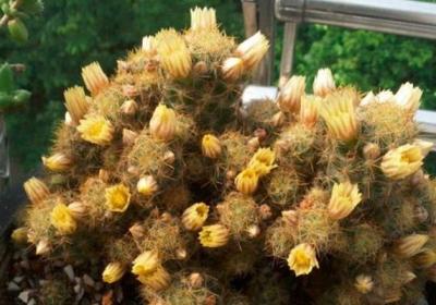 多肉植物怎么晒太阳