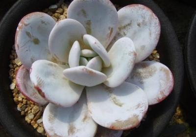 多肉植物雪莲怎么采收种子