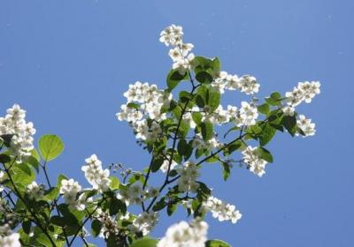 山梅花的养殖方法