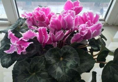 仙客来的开花养殖要点