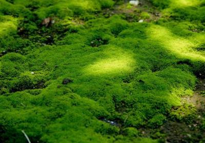 苔藓盆景如何保湿