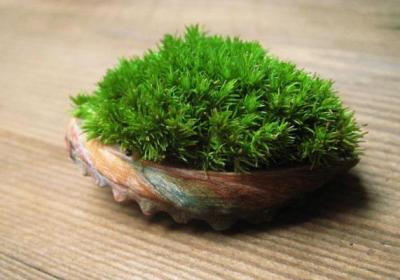 苔藓植物是怎么繁殖的
