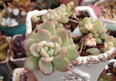 多肉植物幼苗养护问题