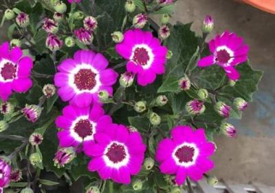 花卉种子出苗后三大要点