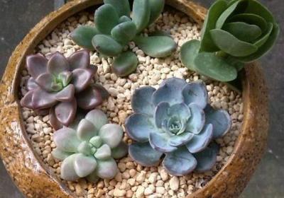 春秋型种多肉植物如何度夏