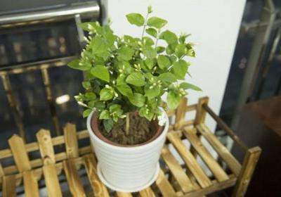 新买的茉莉怎么养