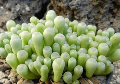 番杏科多肉植物如何培育多头