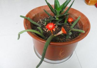 白檀仙人掌怎么养会开花