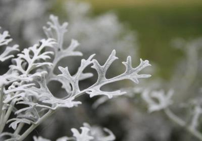雪叶莲养殖方法