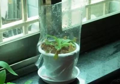 夏天养花,这1点做不到,你的花就完了！