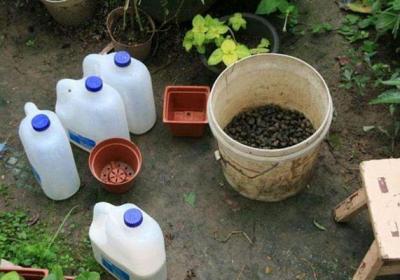 养花还要买肥料？几粒豆子,就能保花10年绿油油！