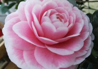这80种花不施肥,能养好才怪