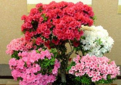 杜鹃、蟹爪兰、天竺葵,花后这样修剪扦插,来年长满院子！