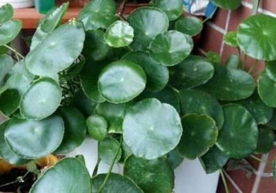 铜钱草怎么养比较茂盛
