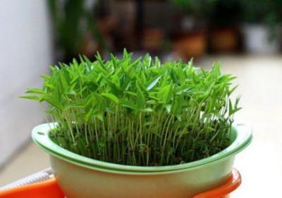 水培植物如何增氧