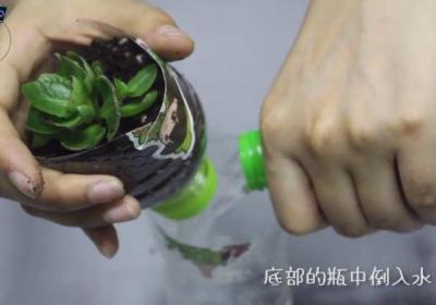 1分钟,塑料瓶变自动吸水花盆！1个月不浇水都没问题！