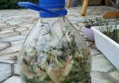 西瓜皮别扔,拿来沤肥,好用不花钱！