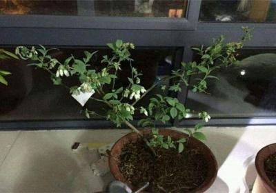 盆栽蓝莓怎么浇水