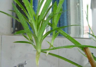 不用扦插播种,这6种花自己就那个挤爆盆