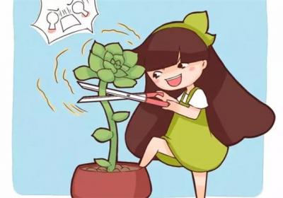 想建一个多肉花园,不花钱的方法,我都给你找齐了！
