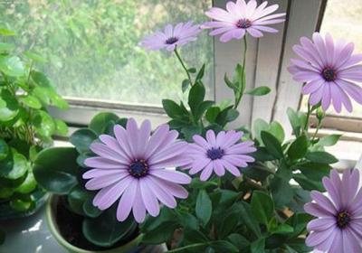 蓝目菊如何过冬