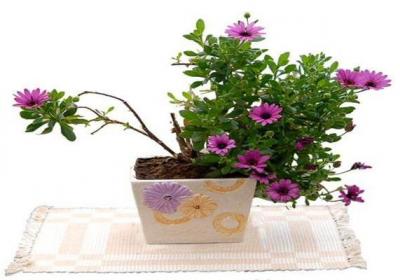 蓝目菊播种后管理