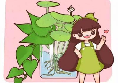 这5种花放在水里就能蹭蹭长,干净不烂根
