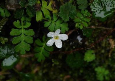 幌菊种子怎么种