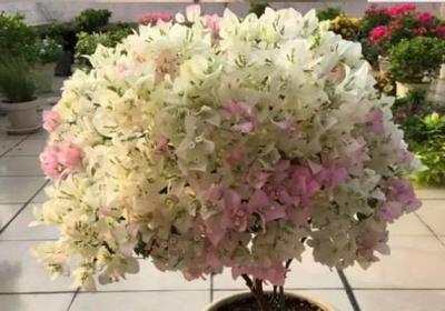 三角梅开到爆,太茂盛了