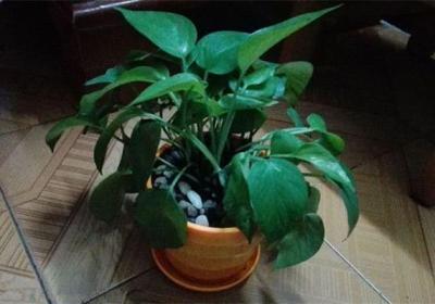 种花时,在土里掺点这东西,保你的花根茁叶绿