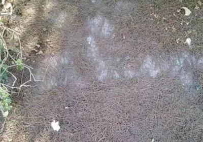 这种土养啥花都旺,到处都是,就你不知道